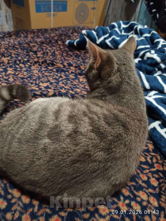 Кошки в Ростове-на-Дону: Кот Хулиган Мальчик, Бесплатно - фото 3