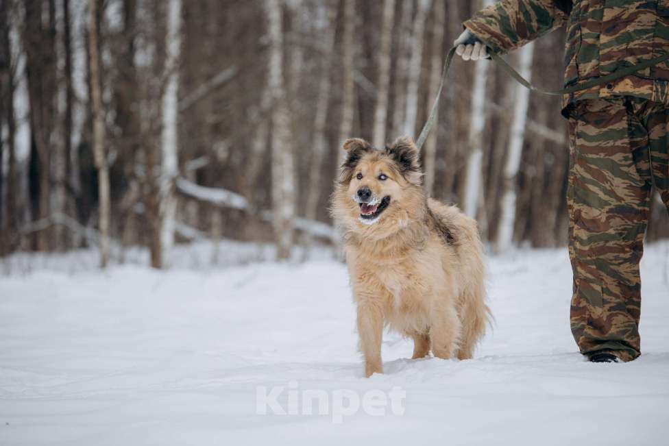 Собаки в Москве: Ласковый мальчик в добрые руки! Мальчик, Бесплатно - фото 7