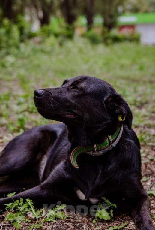 Собаки в Красногорске: Ищем дом красавице Сабрине! Девочка, Бесплатно - фото 2