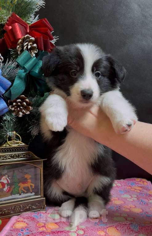 Собаки в Москве: Бордер колли щенок Мальчик, 70 000 руб. - фото 8