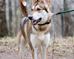 Собаки в Красноармейске: Лео ищет дом! Девочка, Бесплатно - фото 4