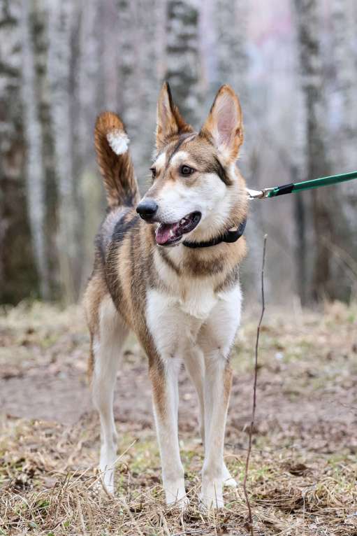 Собаки в Красноармейске: Лео ищет дом! Девочка, Бесплатно - фото 4