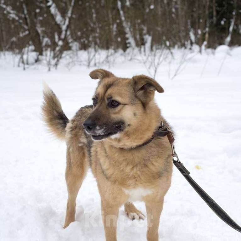 Собаки в Москве: Туся Девочка, Бесплатно - фото 2