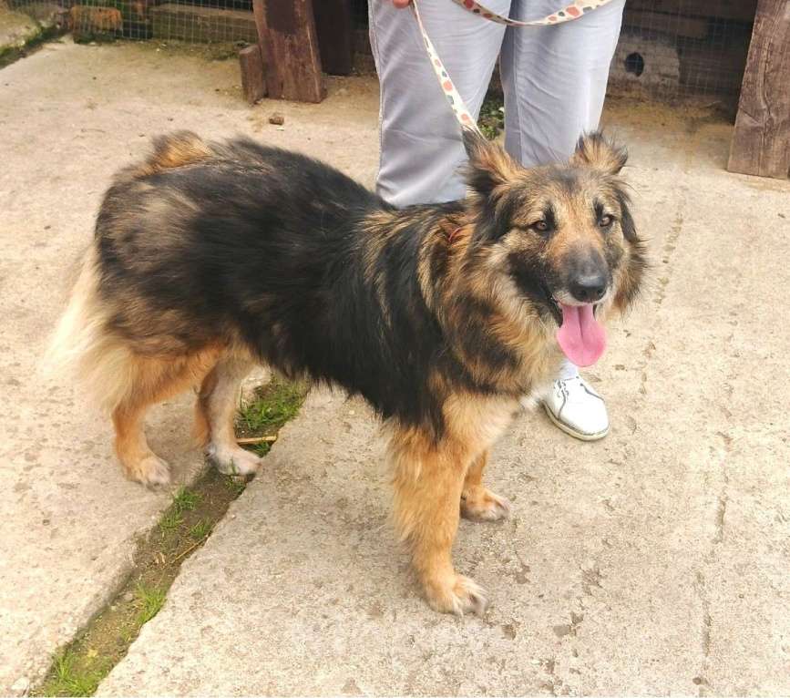 Собаки в Москве: Небольшая, пушистенькая Люся очень хочет стать домашней Девочка, Бесплатно - фото 8