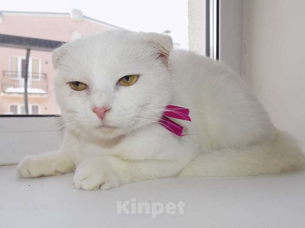 Кошки в Москве: Шотландская вислоухая девочка Девочка, 15 000 руб. - фото 2