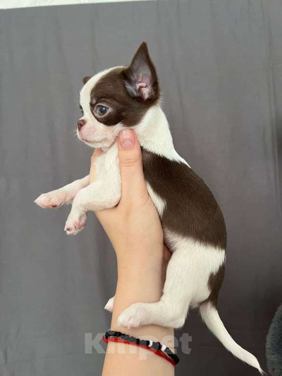 Собаки в Москве: Чудо ребенок , принцесса неземная  Девочка, Бесплатно - фото 3