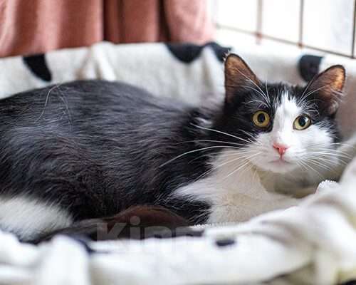 Кошки в Москве: Эрсетта, 2020 год Девочка, Бесплатно - фото 4