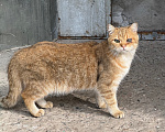 Кошки в Ореховом-Зуево: Спасите кошку Девочка, Бесплатно - фото 1