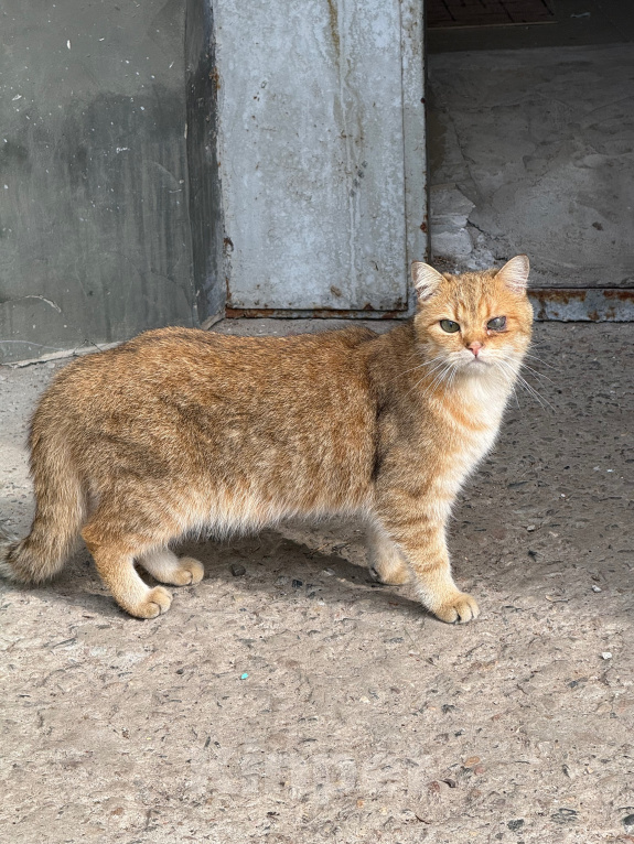 Кошки в Ореховом-Зуево: Спасите кошку Девочка, Бесплатно - фото 1