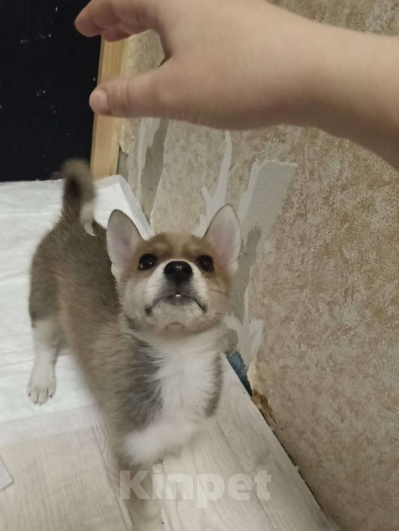 Собаки в Москве: Метис Лайки Мальчик, Бесплатно - фото 4