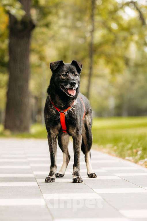 Собаки в Москве: Интеллигентный и скромный Райд ищет дом Мальчик, Бесплатно - фото 10