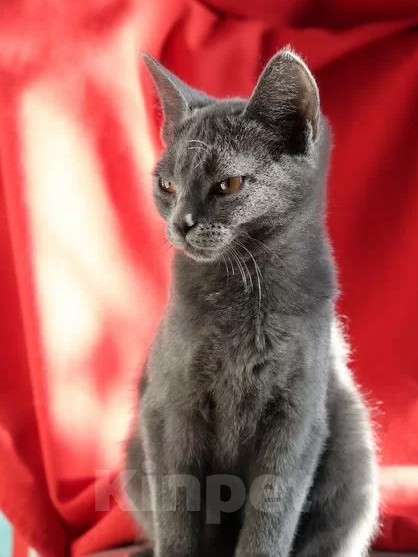 Кошки в Москве: Серая желтоглазая кошечка Девочка, Бесплатно - фото 1