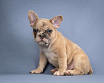 Собаки в Москве: Французская булочка Мальчик, 50 000 руб. - фото 2