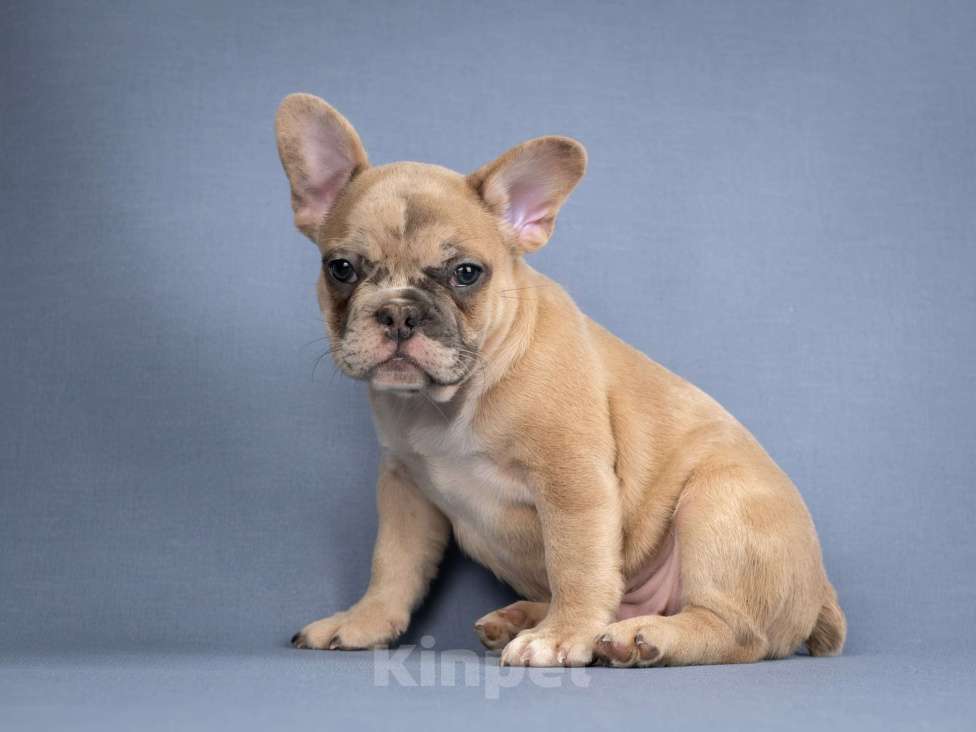 Собаки в Москве: Французская булочка Мальчик, 50 000 руб. - фото 2