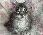 Кошки в Дмитрове: Голубая серебристая мраморная девочка мейн кун Candi Девочка, 15 000 руб. - фото 2