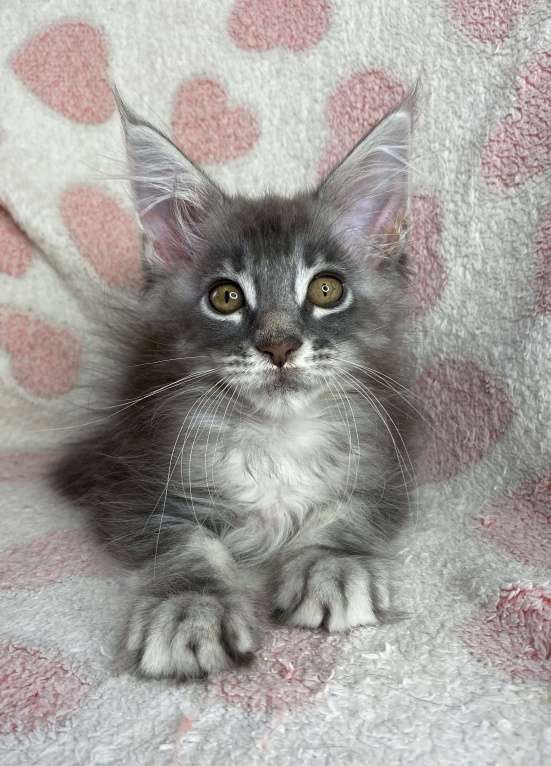 Кошки в Дмитрове: Голубая серебристая мраморная девочка мейн кун Candi Девочка, 15 000 руб. - фото 2