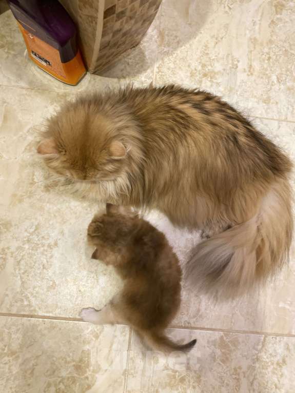 Кошки в Москве: 1 Девочка, 30 000 руб. - фото 3