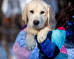 Собаки в Москве: Щенок лабрадора  Мальчик, 80 000 руб. - фото 5