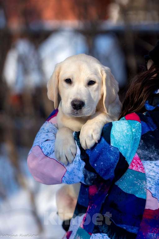 Собаки в Москве: Щенок лабрадора  Мальчик, 80 000 руб. - фото 5
