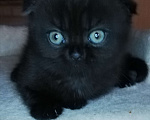 Кошки в Ижевске: Шотландский вислоухий котёнок  Девочка, 3 000 руб. - фото 1