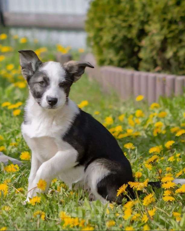 Собаки в Москве: Маленький щенок Гера в поисках своей семьи! Девочка, Бесплатно - фото 2