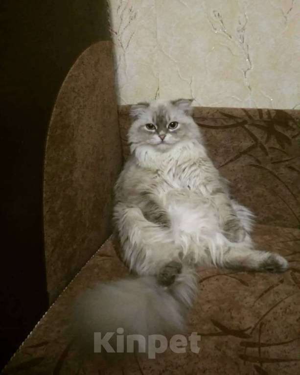 Кошки в Москве: Кот с характером в добрые руки Мальчик, Бесплатно - фото 3