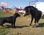 Собаки в Таганроге: Вязка, Бесплатно - фото 3