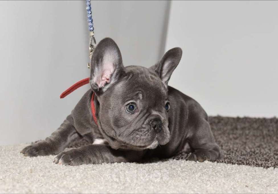 Собаки в Москве: Голубая девочка Девочка, 75 000 руб. - фото 1