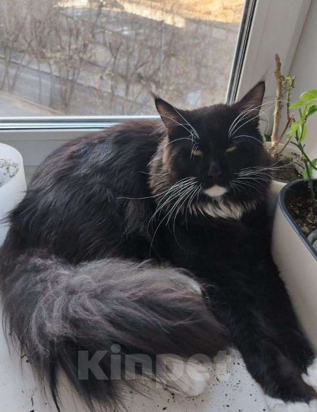 Кошки в Тюмени: Продажа Мальчик, 5 000 руб. - фото 1