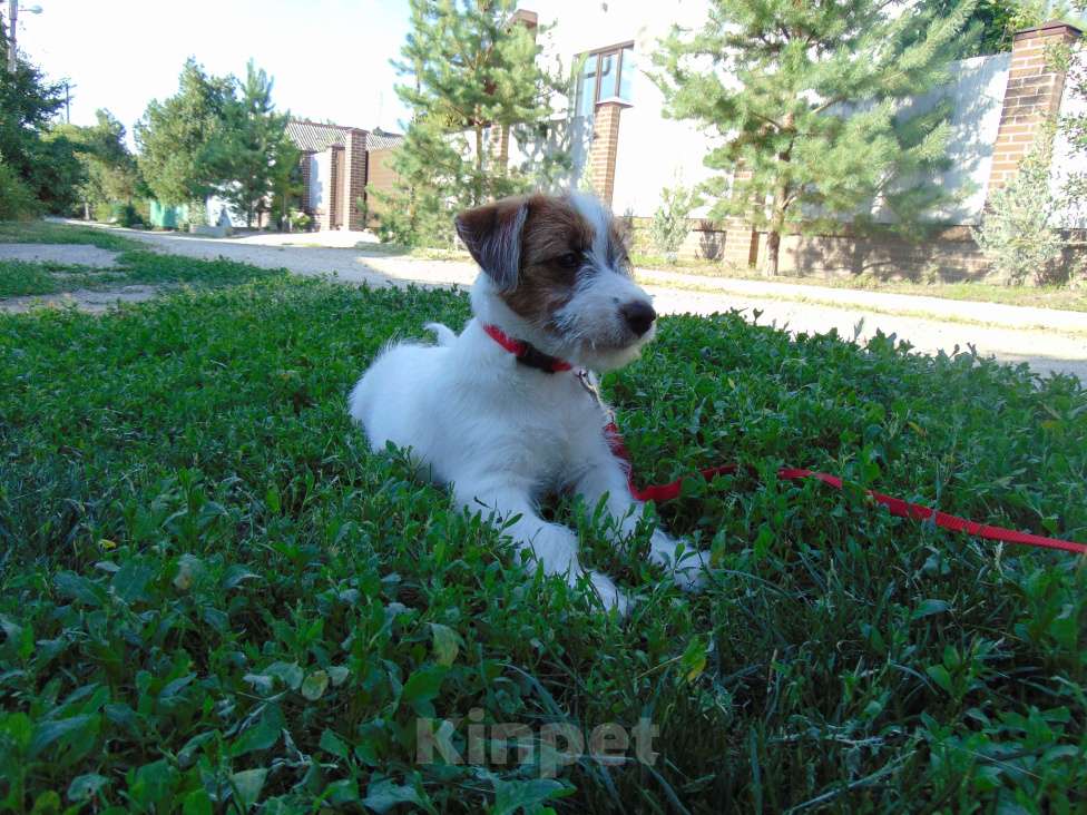 Собаки в Москве: Высокопородный щенок Джек Рассел терьера брокен Девочка, Бесплатно - фото 8
