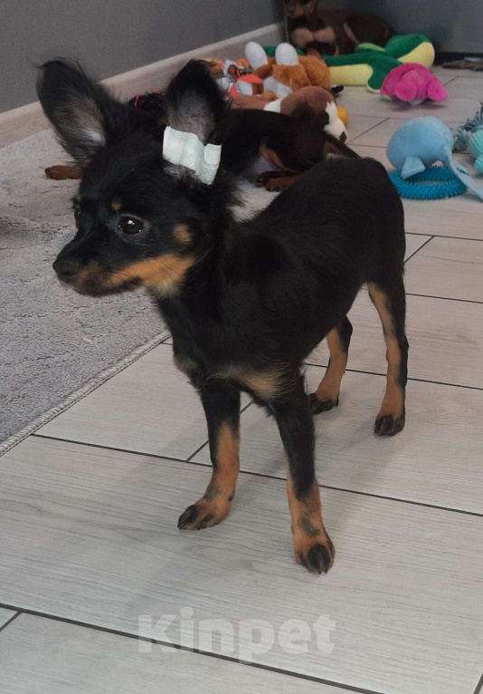 Собаки в Новосибирске: Девочка Умуриза Девочка, 69 000 руб. - фото 1