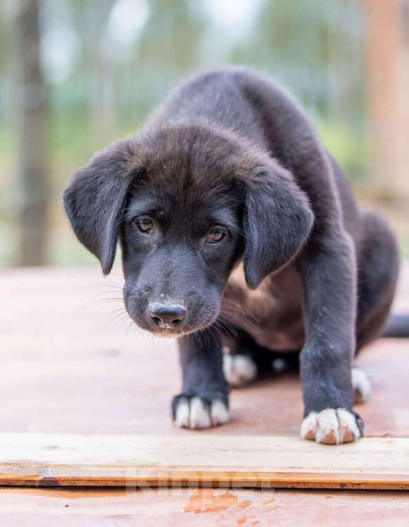 Собаки в Пушкино: Очаровательный щенок девочка Юла. Девочка, Бесплатно - фото 1