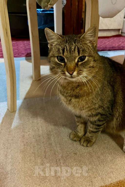 Кошки в Москве: Благородная и ласковая кошка Сима в добрые руки Девочка, 1 руб. - фото 4