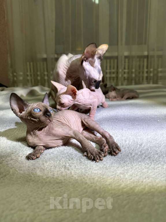 Кошки в Москве: Замечательные котята сфинкс Девочка, 22 000 руб. - фото 2