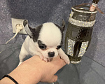 Собаки в Москве: Щенки чихуа разных окрасов.2 мес Девочка, 35 000 руб. - фото 4