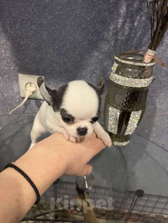 Собаки в Москве: Щенки чихуа разных окрасов.2 мес Девочка, 35 000 руб. - фото 4