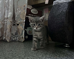 Кошки в Пензе: Отдам котенка в добрые руки🩵 Мальчик, Бесплатно - фото 4