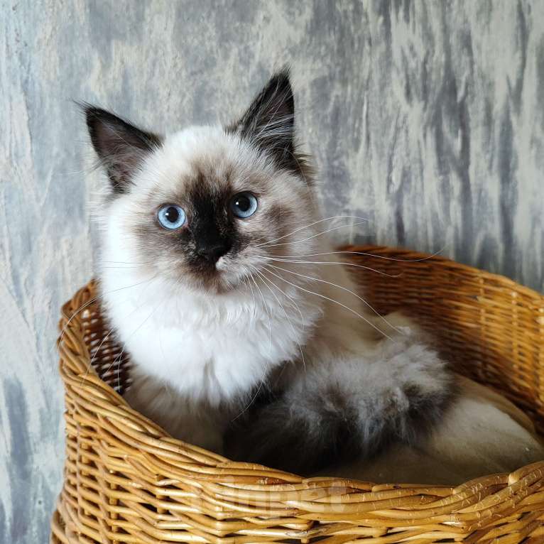 Кошки в Новосибирске: Невская маскарадная кошка Девочка, Бесплатно - фото 2