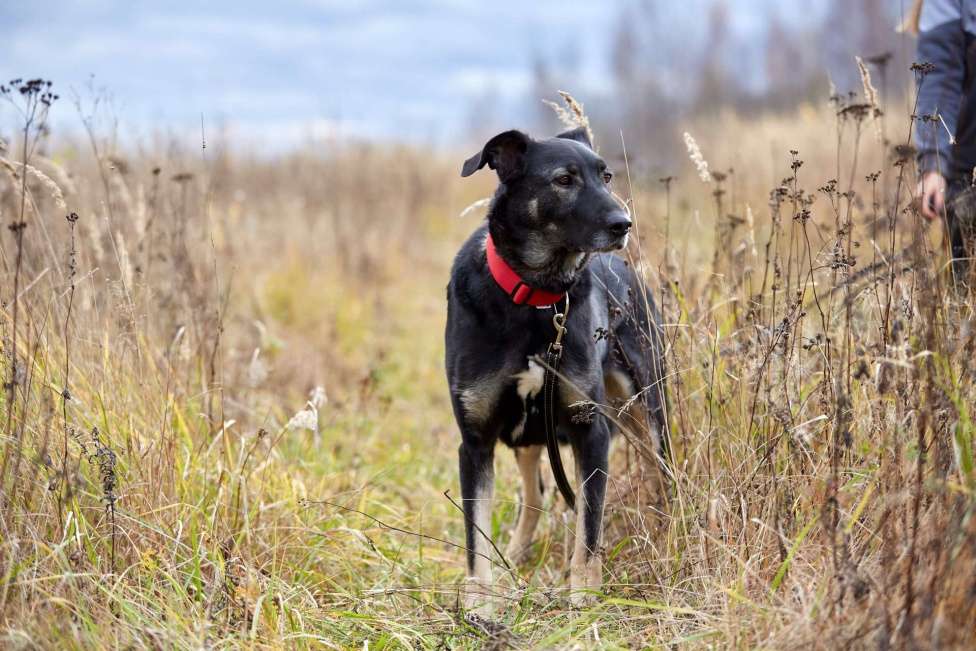 Собаки в Москве: Рута Девочка, Бесплатно - фото 6
