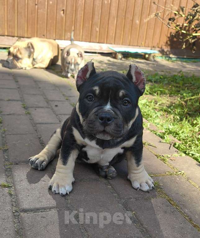 Собаки в Александрове: Ласковая девочка американский булли Девочка, 110 000 руб. - фото 6
