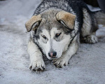 Собаки в Видном: Арчи ищет семью! Мальчик, 100 руб. - фото 2