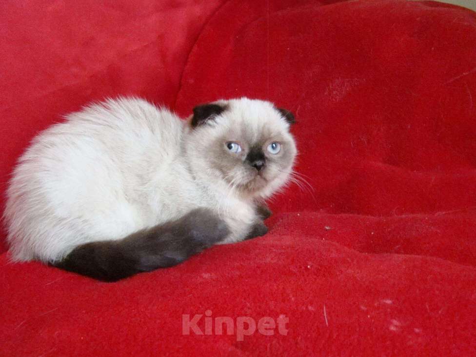 Кошки в Кудымкаре: Вислоухий котик, 20 000 руб. - фото 1