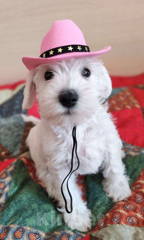 Собаки в Воронеже: Щенки белого цвергшнауцера Девочка, Бесплатно - фото 1