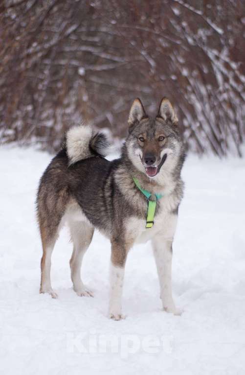 Собаки в Москве: Преданный и ласковый парень в добрые руки Мальчик, Бесплатно - фото 1