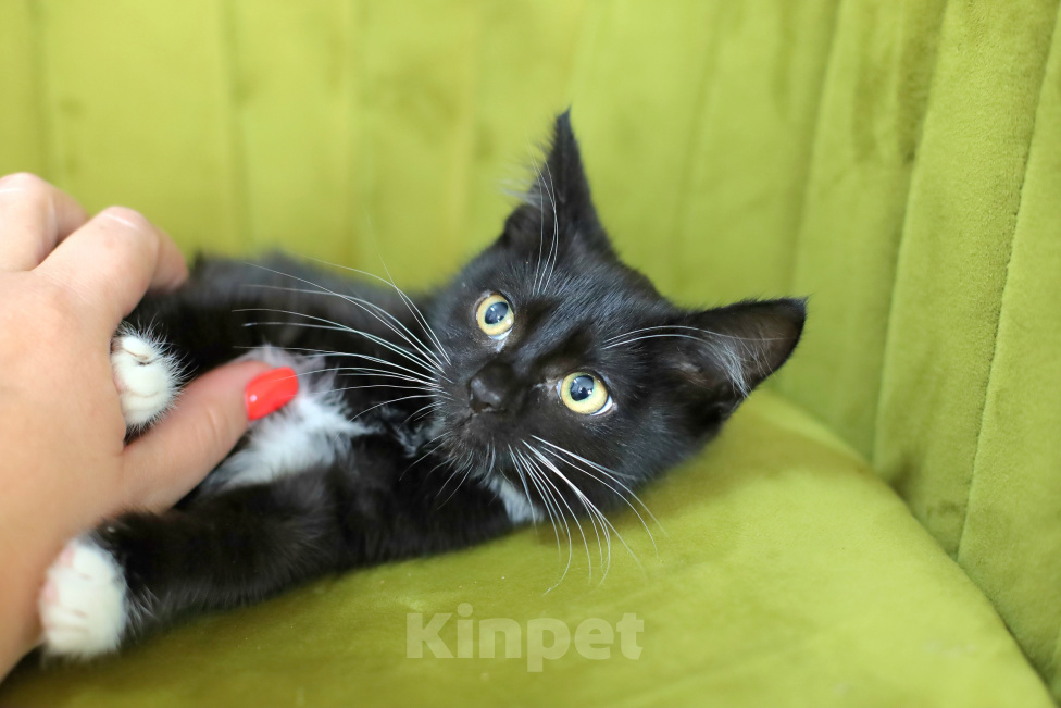 Кошки в Москве: Котенок-девочка в добрые руки Девочка, Бесплатно - фото 1