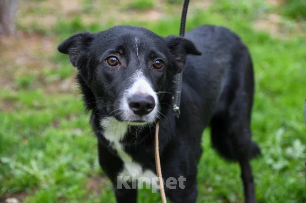 Собаки в Подольске: Очаровательный щенок-подросток Мила ждёт своего человека! Девочка, Бесплатно - фото 9