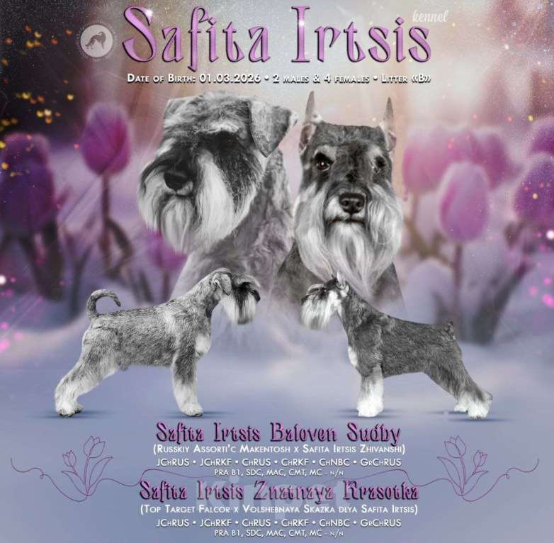 Собаки в других городах Омской области: Щенок цвергшнауцера перец с солью Девочка, 50 руб. - фото 4