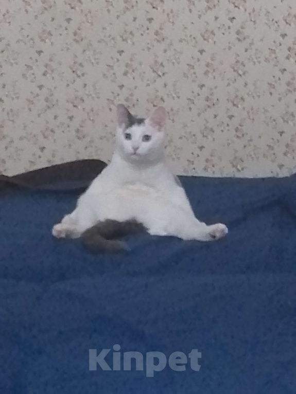 Кошки в Саратове: Срочно в добрые руки Девочка, Бесплатно - фото 5