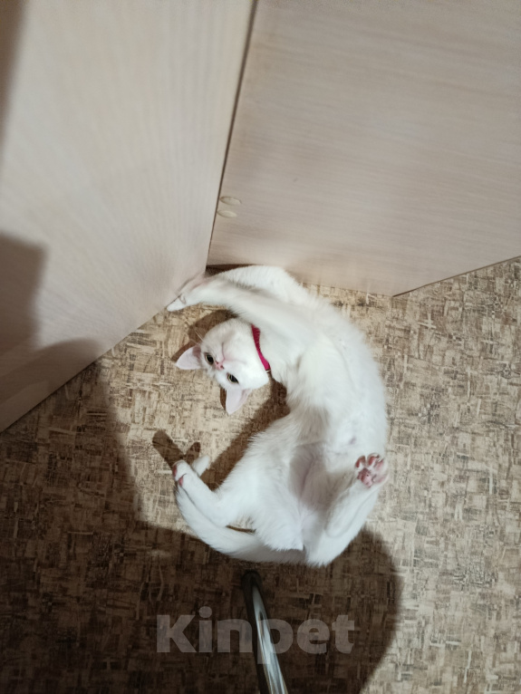 Кошки в Топке: В добрые руки.. Девочка, 8 руб. - фото 4