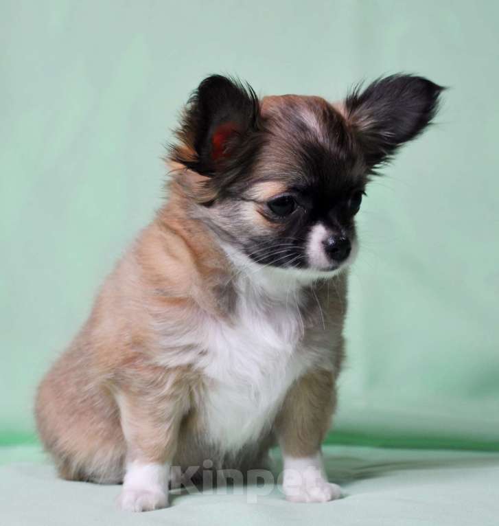 Собаки в Москве: Продается очаровательная  девочка-щенок чихуахуа длинношерстной породы! Девочка, 70 000 руб. - фото 6